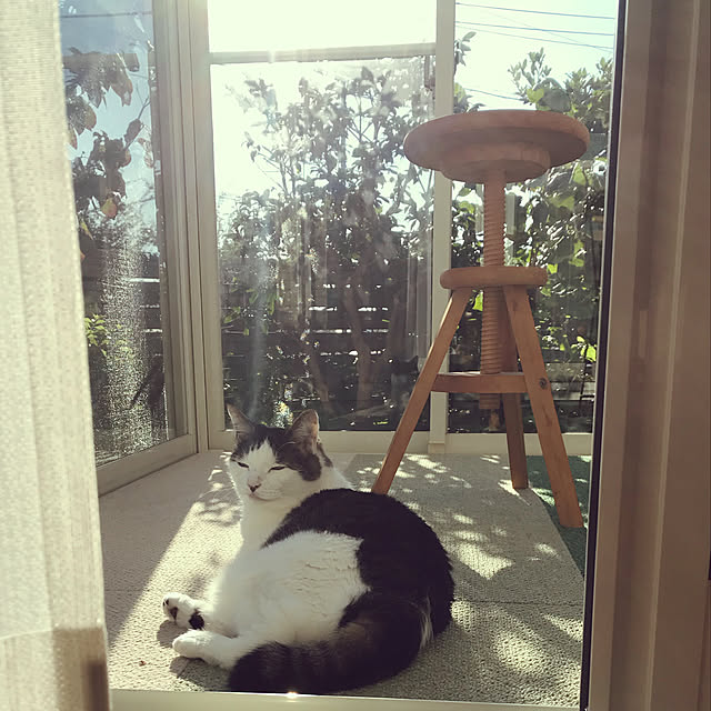 popokoさんの実例写真