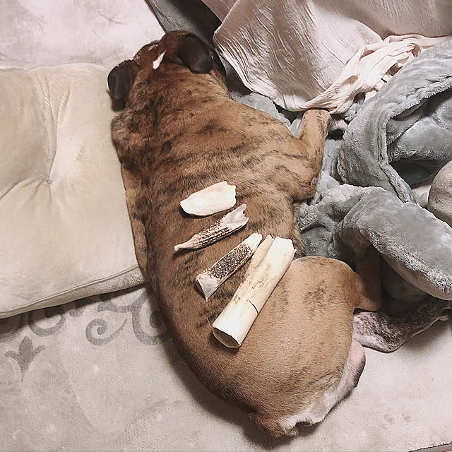 chi_gogaさんの実例写真