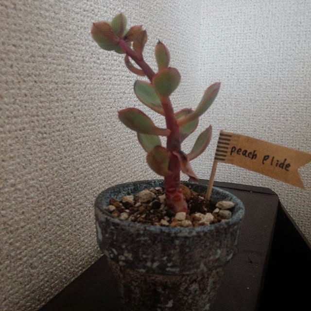 spi-cle-324さんの実例写真