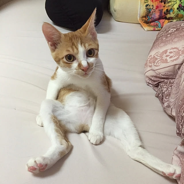 tetumuraさんの実例写真