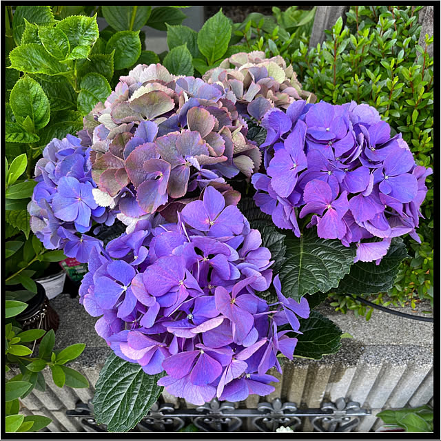 yukarin-gardenさんの実例写真