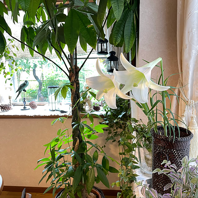 mamizaさんの実例写真