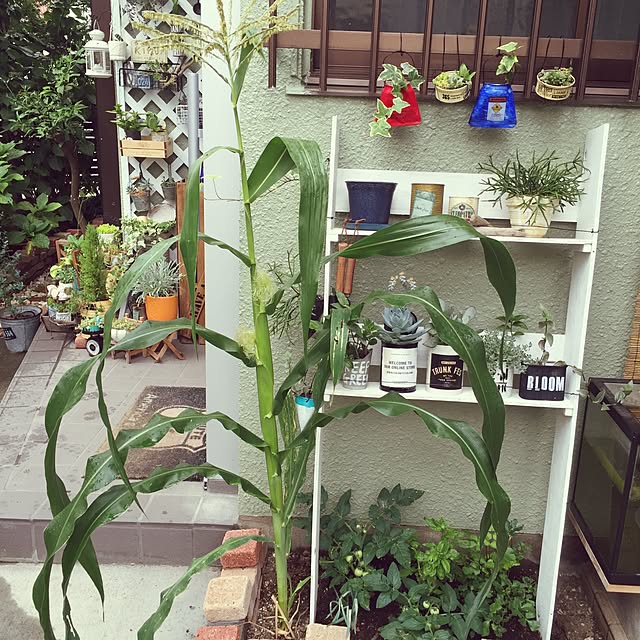 anosapoさんの実例写真