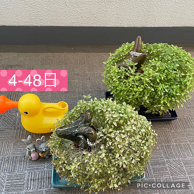 aureaさんの実例写真