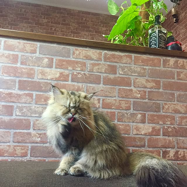 butachanさんの実例写真
