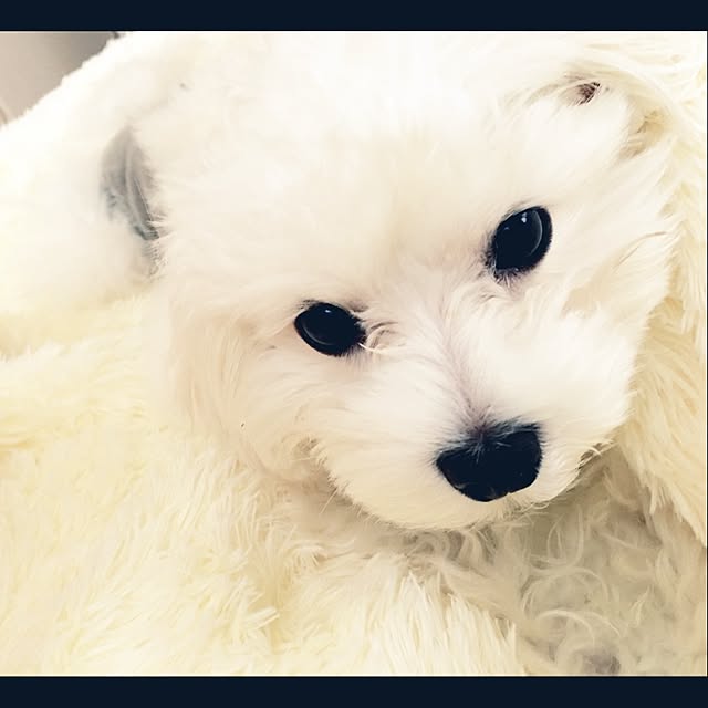 Mopmamaさんの実例写真