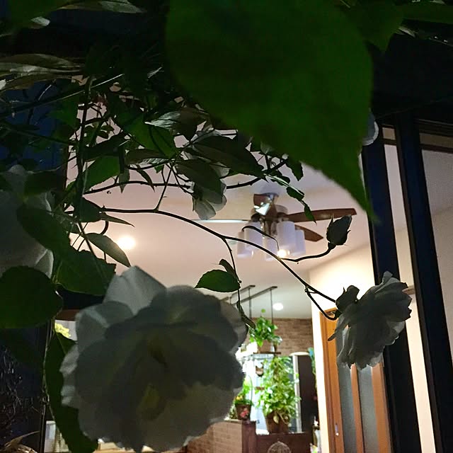butachanさんの実例写真