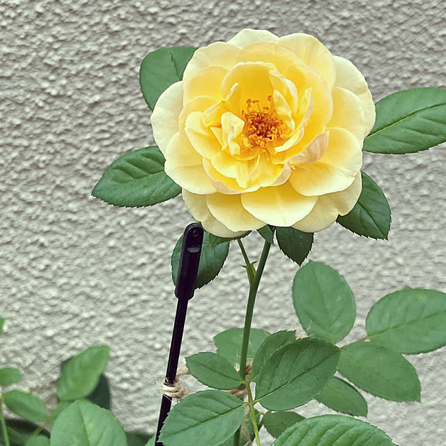 seiseiさんの実例写真