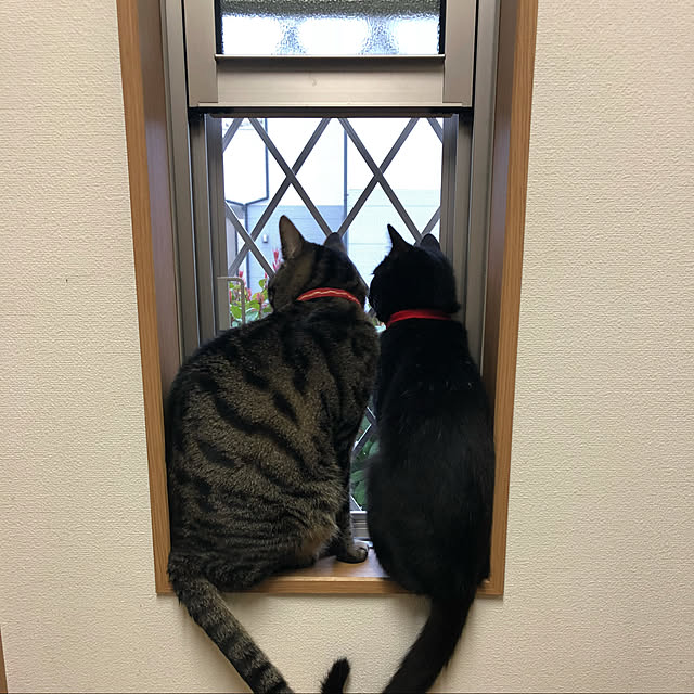 memeko1125さんの実例写真