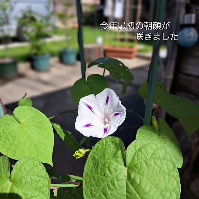 kazuraさんの実例写真