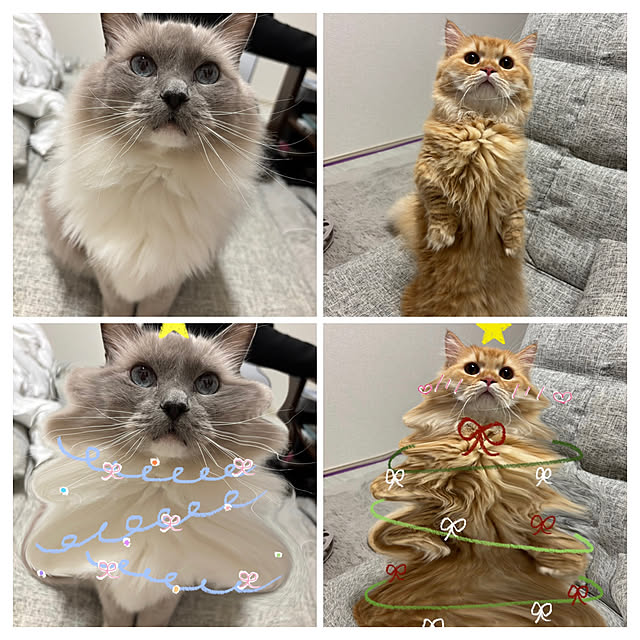 akaidarumaさんの部屋