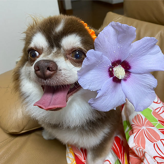 chIoeさんの部屋