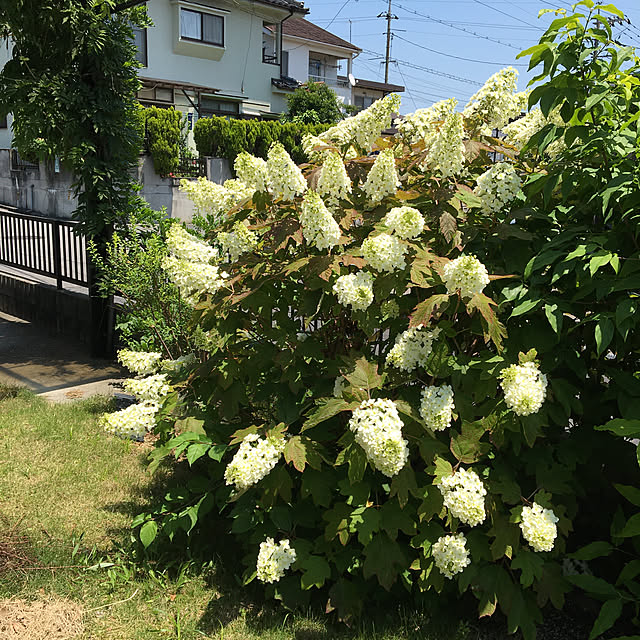 kirakirahoshiさんの実例写真
