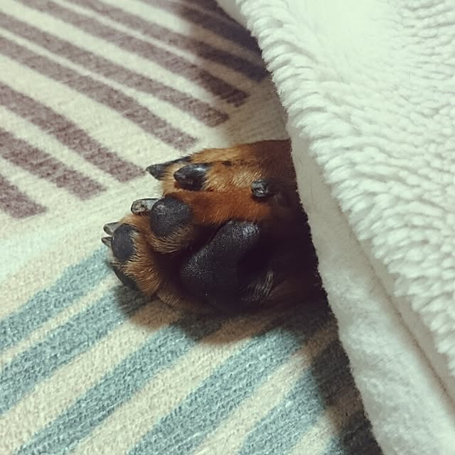 SHINOさんの実例写真