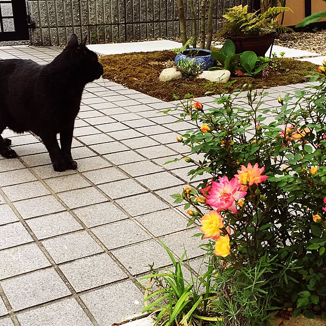 Tippiさんの実例写真