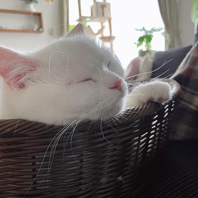 kotoriさんの実例写真
