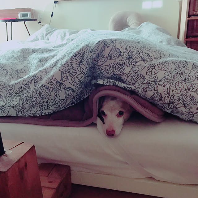 Risaさんの実例写真