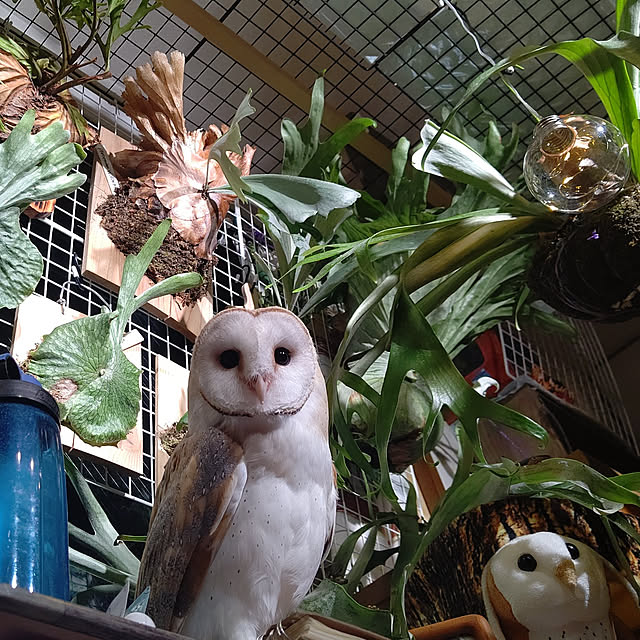 mikiさんの実例写真