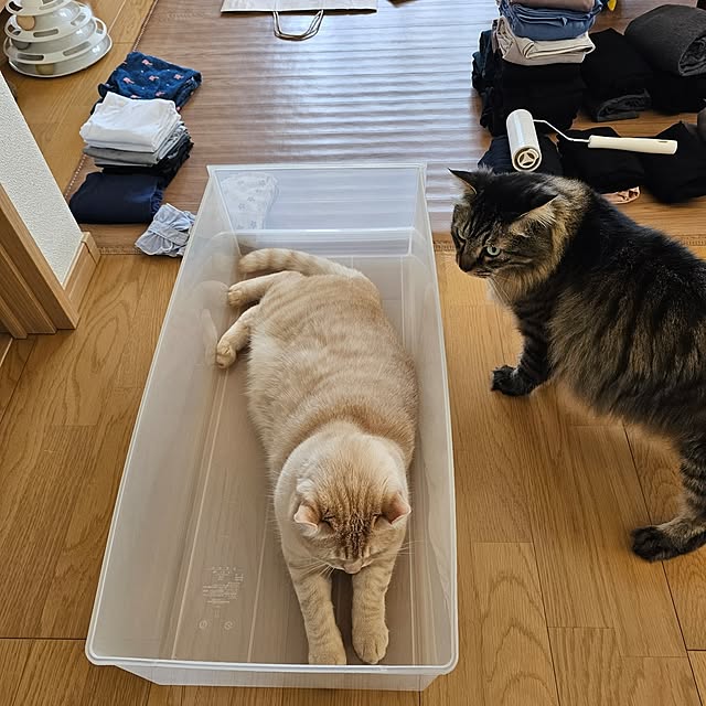 makoさんの実例写真