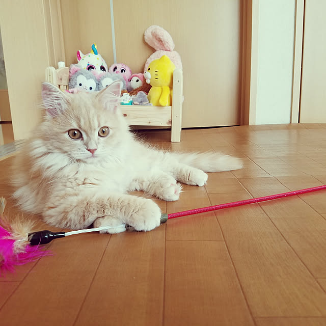 shimaさんの実例写真
