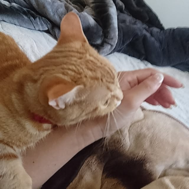 shinobuさんの実例写真