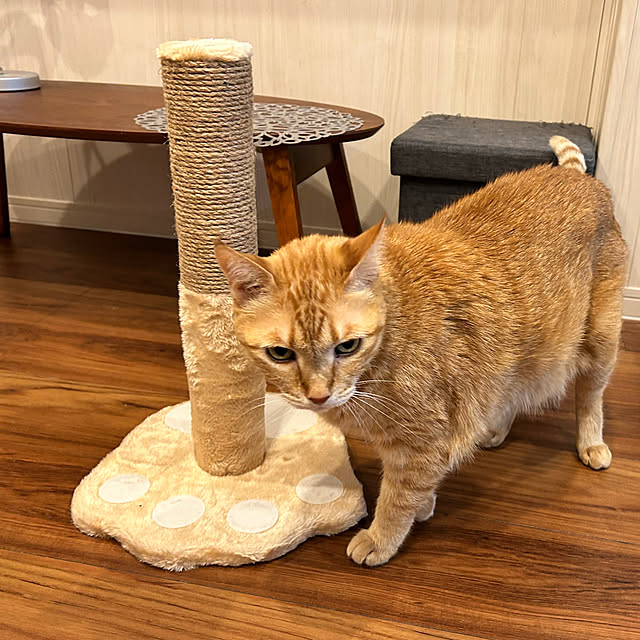 mikeume7さんの実例写真