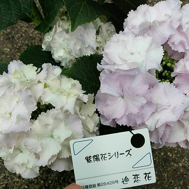HIRO.TA29さんの実例写真