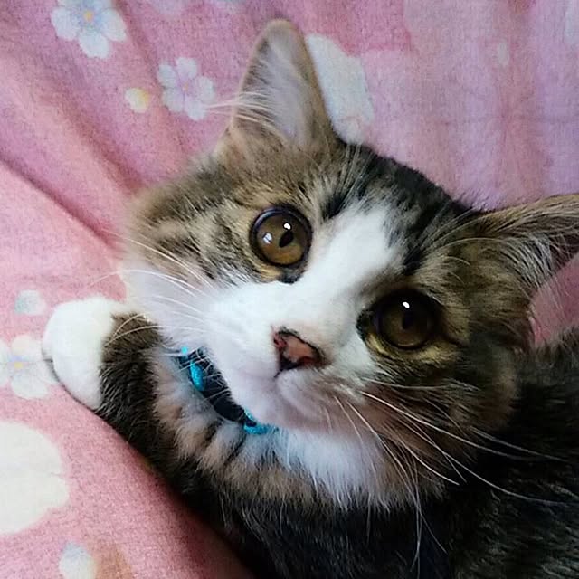 fuuさんの実例写真