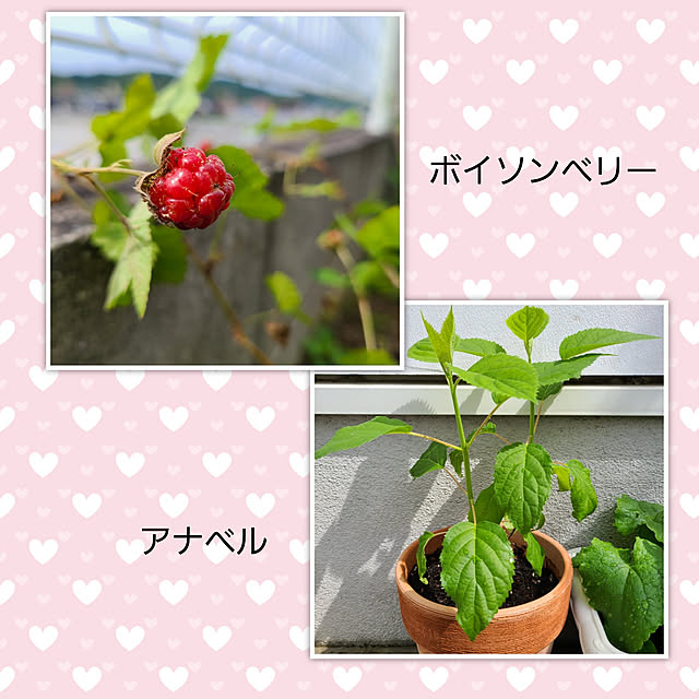 mayumiさんの実例写真