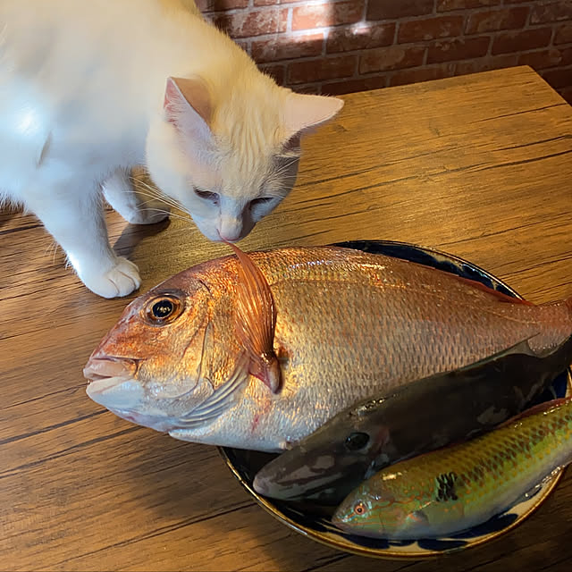 butachanさんの実例写真