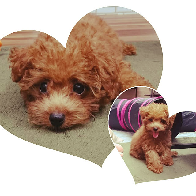 Rapisさんの実例写真