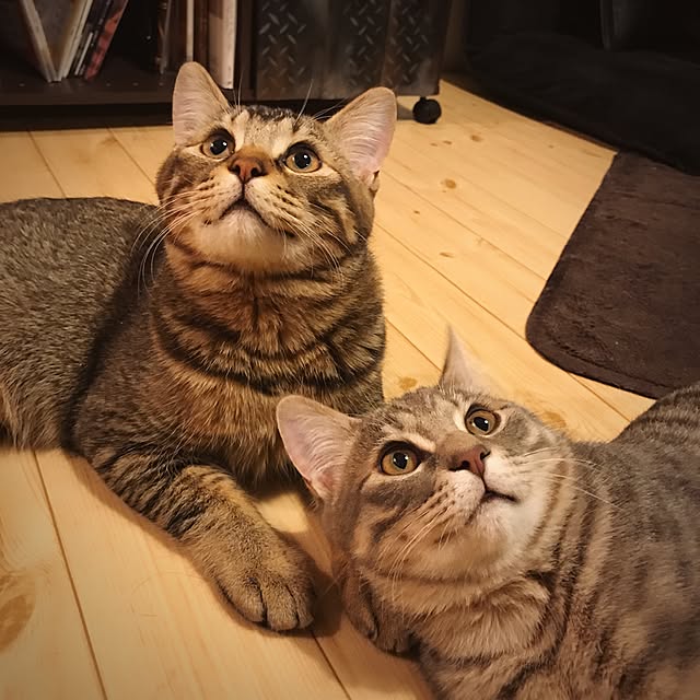 ma-ya-sunsunさんの実例写真