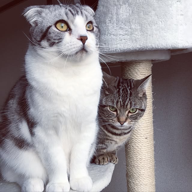 tomommyさんの実例写真