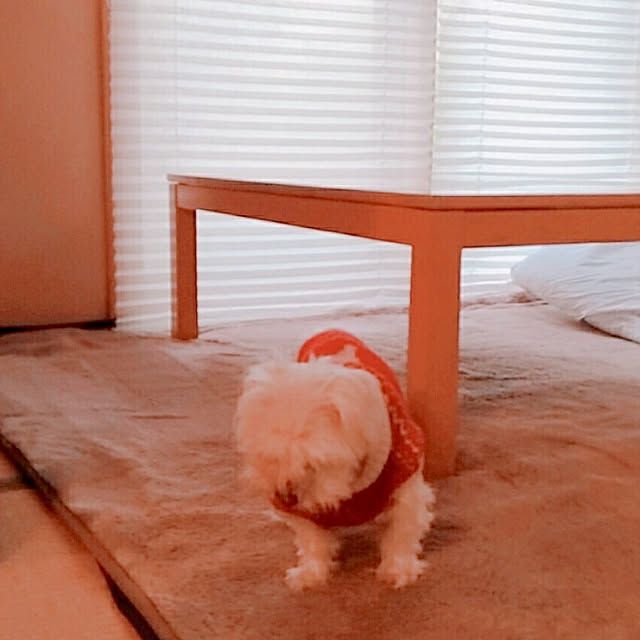 magnoliaさんの実例写真