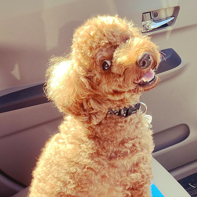 MOMOMAMAさんの実例写真