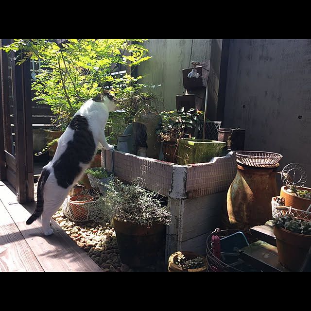 marusanさんの実例写真