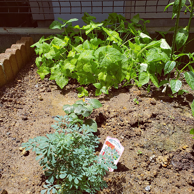 masaさんの実例写真