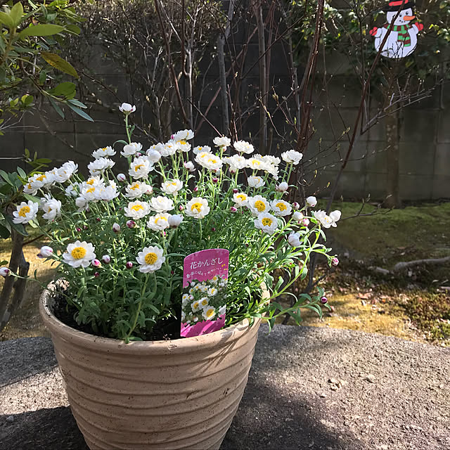 ricaさんの実例写真