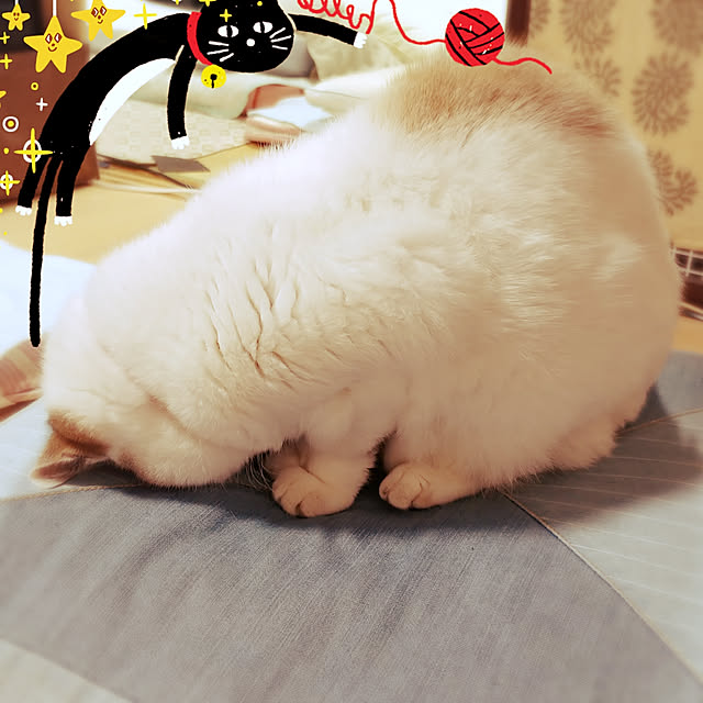 choku3さんの実例写真