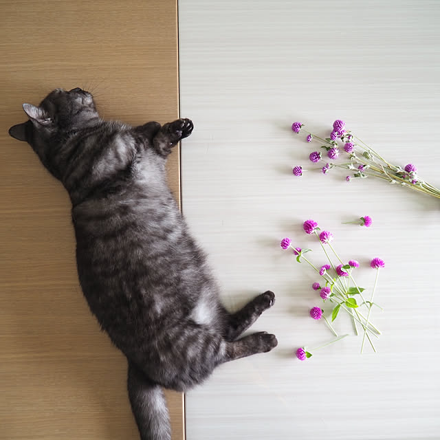 tomatoさんの実例写真