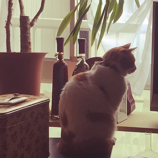 maria.rさんの実例写真