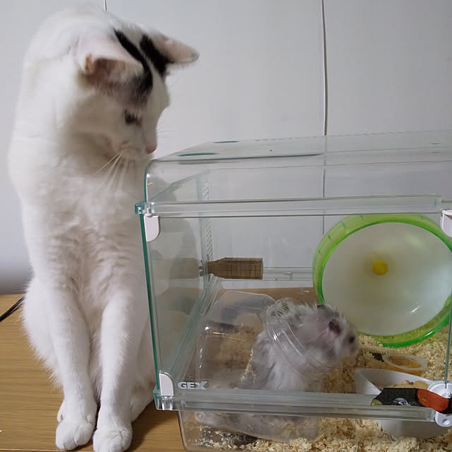 yukieさんの実例写真
