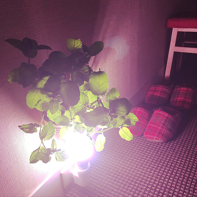 alohalightさんの実例写真