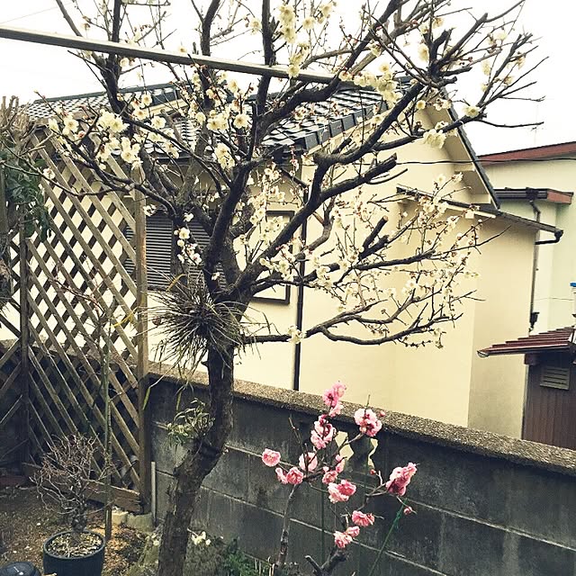 moririnさんの実例写真