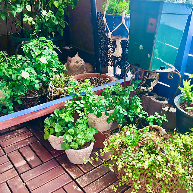 naokoさんの部屋