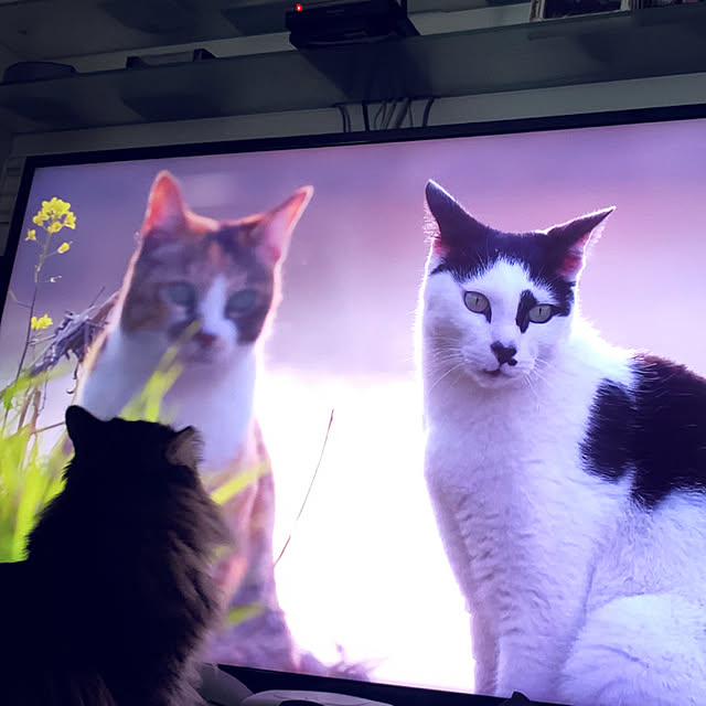 yukarin-gardenさんの実例写真