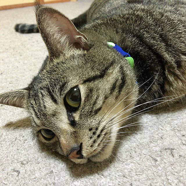 titaniumさんの実例写真