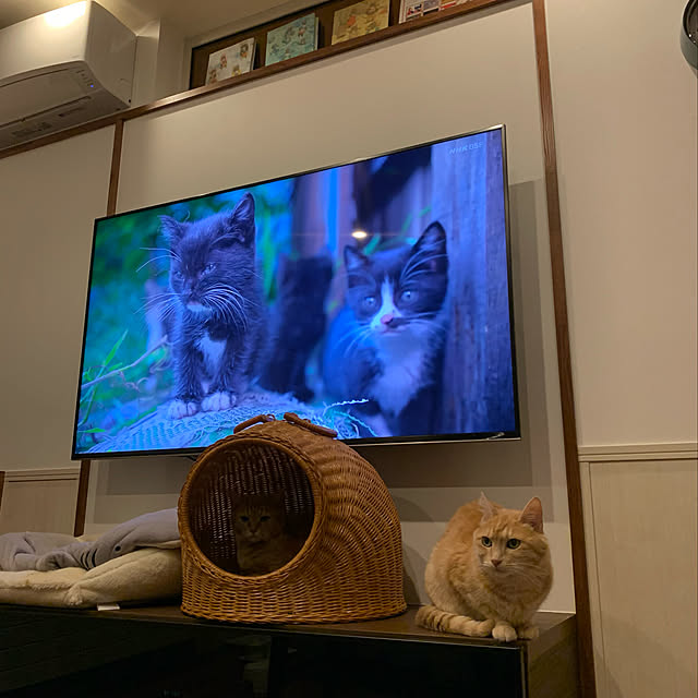 mikeume7さんの実例写真