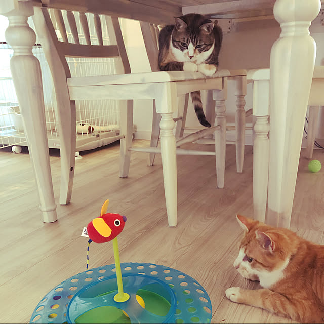 nekomaruさんの実例写真