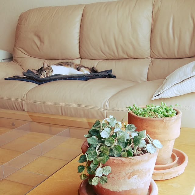 tomo1220さんの実例写真